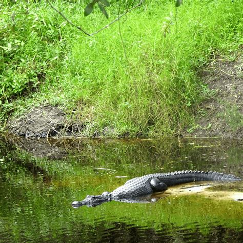 Hiking Myakka River State Park: a Wildlife Paradise - Stumble Safari