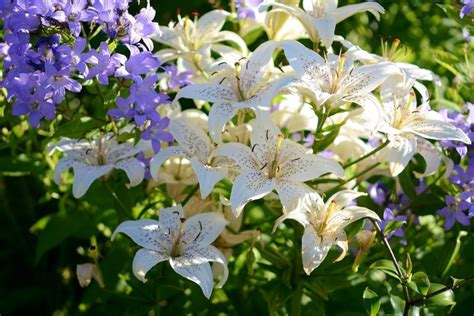 National Flower Of Italy: Oriental White Lily - Plantisima