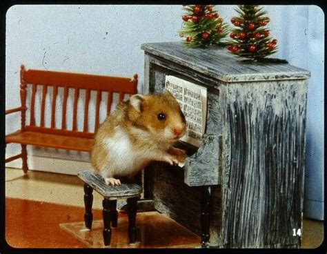 Playing piano cutest | Animals doing funny things, Hamster, Cute animals