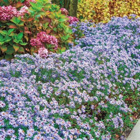 Woods Blue Aster for Sale | Gurney's Seed & Nursery Co.