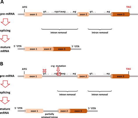 What can go wrong in the non-coding genome and how to interpret whole genome sequencing data