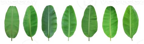 Set of green banana leaf isolated on transparent background 33292307 PNG