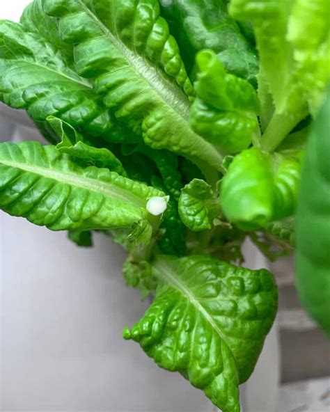 Bitter Lettuce: What to Do About it & How to Prevent Bitter Lettuce ...