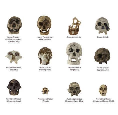 3D skulls homo erectus peking - TurboSquid 1331631