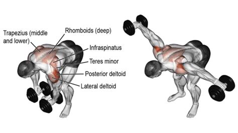 Reverse Dumbbell Fly: Muscle Worked, Benefits and Variations