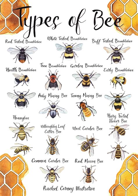 Types of Bee A4 Wildlife Poster Common British Bee Identification ...