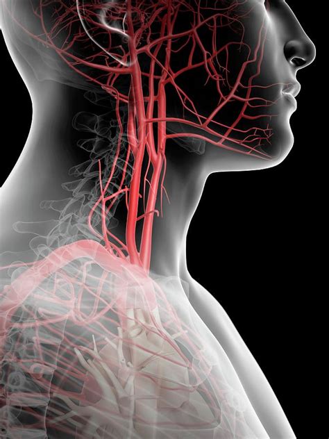 Human Throat And Arteries Photograph by Sciepro - Fine Art America