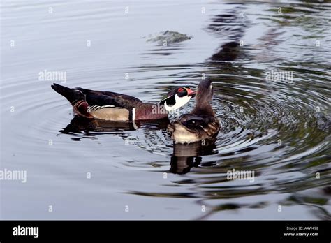 Wood Duck Breeding Pair Stock Photo - Alamy