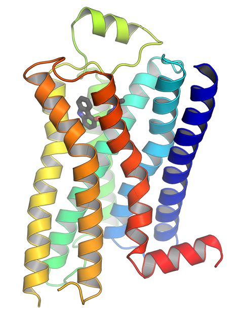 G protein-coupled receptor - Wikipedia