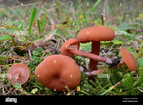 Five nice specimen of Laccaria laccata or Waxy laccaria mushrooms ...