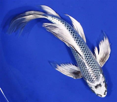 8" GIN MATSUBA Butterfly Fin Live Koi fish pond garden NDK | Butterfly koi, Koi fish pond, Koi fish