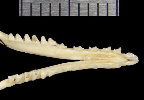 ADW: Talpidae: SPECIMENS