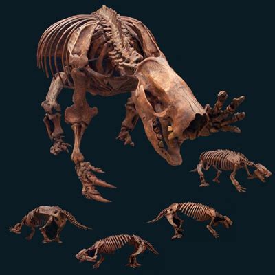 Mylodon Ground Sloth Skeleton - Gaston Design, Inc.