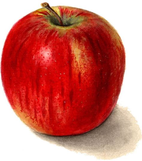 7 Apple Images Clip Art! | Apple images, Apple art, Apple illustration