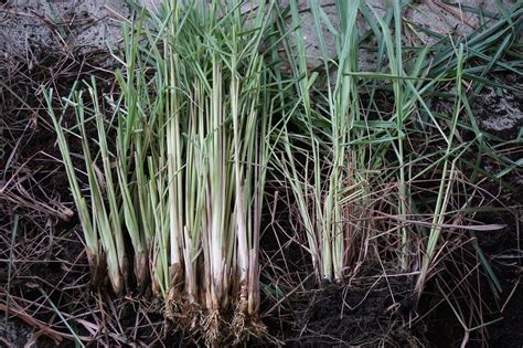 Propagating Lemongrass By Division: Tips On Dividing Lemongrass Plants ...