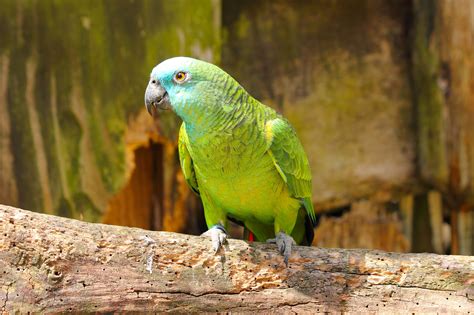 Keeping Amazon Parrots as Pets