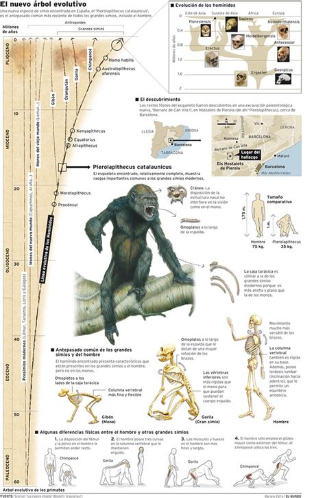 Pierolapithecus - Alchetron, The Free Social Encyclopedia