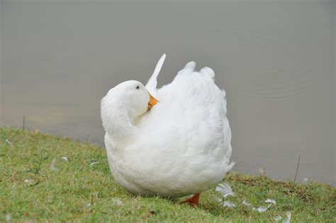 My Duck Collection: Beautiful white ducks