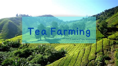 Tea Farming - The Tea House Chronicles