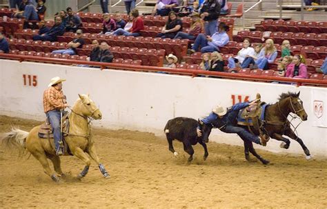 Download free photo of Rodeo,steer,wrestling,cattle,cowboy - from needpix.com