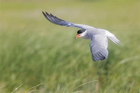 Common Tern In Flight Photograph by Susan Candelario