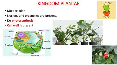 General characteristics of 6 Kingdoms - online presentation