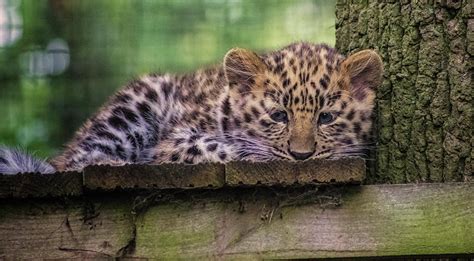 Baby Amur Leopard Photograph by Martin Newman - Pixels