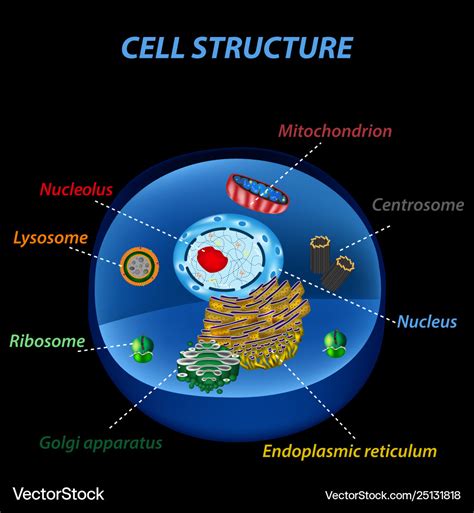 Structure human cells organelles the core Vector Image