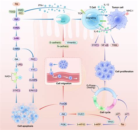 Tryptophan metabolism in health and disease: Cell Metabolism