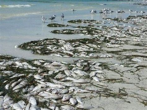 Florida Gulf Coast Red Tide Concerns Prompt Call for Research Funding ...