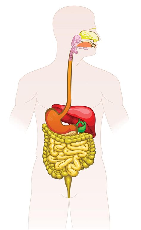 Sistema digestivo humano | Vetor Premium