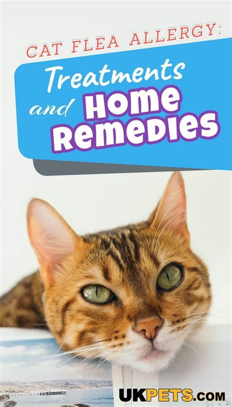 Cat Dermatitis Home Remedy