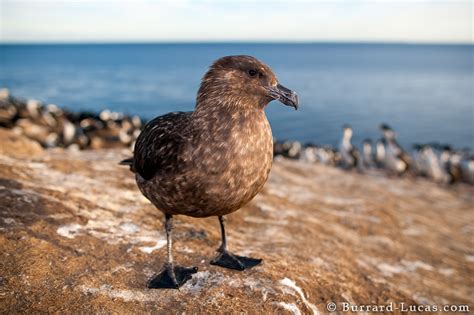 Brown Skua - Burrard-Lucas Photography