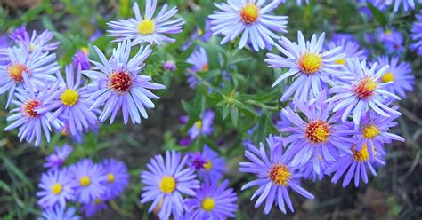 Deep Blue Aster Flower | Best Flower Site