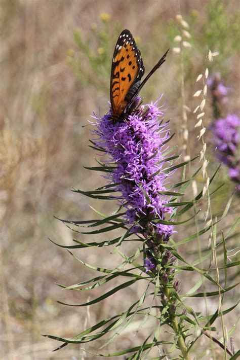 Kids, Cows and Grass: Fall wildflowers on the Prairie