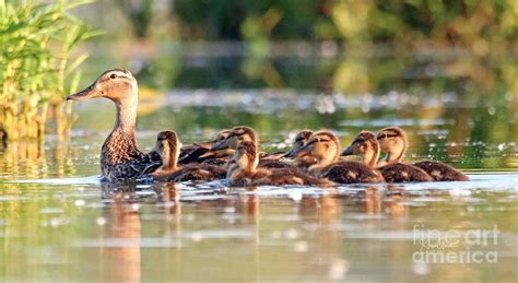 Baby Mallard Ducks Photograph by Steve Gass