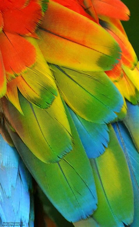 Feathers From @amy_melampy on weheartit.com | Macaw feathers, Macaw, Colorful birds