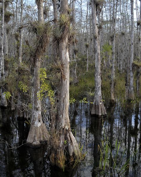 Cypress Trees, Everglades, Swamp, Bald Cypress, Everglades Print, Everglades Art, - Etsy