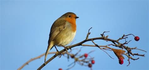 Robin Sound | Free Sound Effects | Animal Sounds