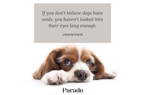 280 Best Dog Quotes About Their Love Loyalty Parade Pets, 45% OFF