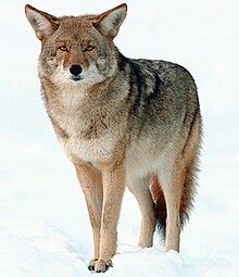 Coyote - Wikipedia