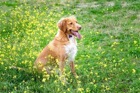 Beautiful Brown Breton Dog in a Meadow Stock Photo - Image of friendly ...