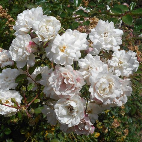 16 Beautiful Types of Roses for Any Kind of Garden