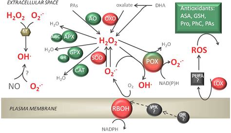 Frontiers | Extra-Cellular But Extra-Ordinarily Important for Cells: Apoplastic Reactive Oxygen ...