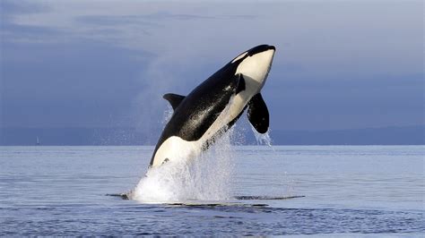 Petition · Ban Seaworld - United States · Change.org