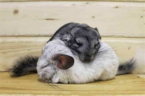 How Do Chinchillas Sleep? » Petsoid