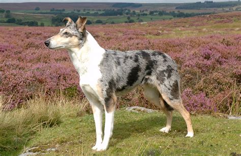 Smooth Collie - 101DogBreeds.com