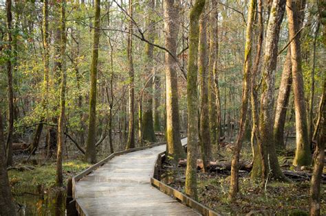 5 Best Things To Do in Congaree National Park (South Carolina)