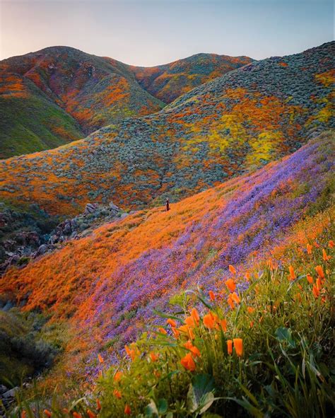 The Incredible Super Bloom in California : BeAmazed