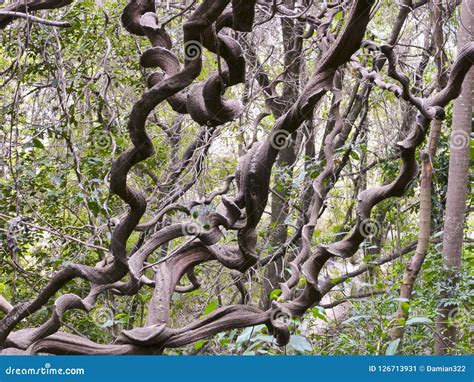 Lowveld National Botanical Garden, Nelspruit Stock Image - Image of ...